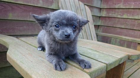 Chihuahua colors including blues, chocolates. Rare Blue Chihuahua Puppy - Long Coat Boy | Cardigan, Ceredigion | Pets4Homes