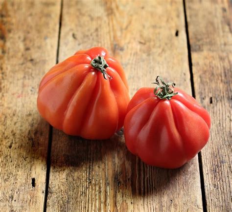 French Heirloom Tomato Coeur De Boeuf Dalbenga Solanum Lycopersicum