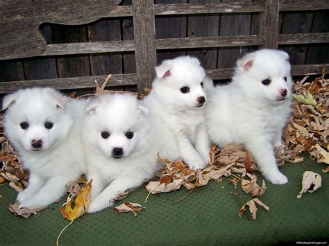 American Eskimo Puppies Eskimo Puppies Animal Dog Hd Wallpaper