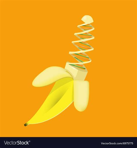 Banana Modified Gmo Genetically Chromosome Vector Image