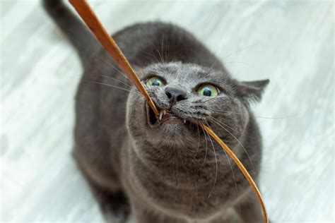 Many cats do it for fun, but kittens will likely find a cord too while developing her teeth. Why Does My Cat Chew on Electrical Cords? - Petsoid