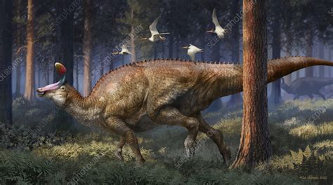 Tsintaosaurus Dinosaur Illustration Stock Image C056 0683 Science Photo Library