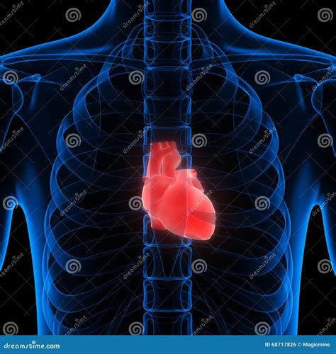 Internal Organs Human Body Heart