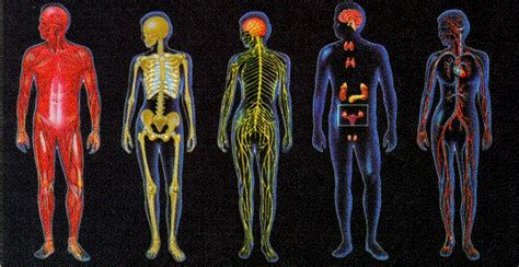 O Corpo Humano Tudo O Que Comp E O Ser Humano Conhe A Tudo Sobre O Corpo Humano Incluindo A