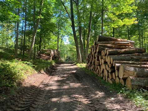 Logging Gallery Grezenski Forest Products Hardwood Lumber Producer