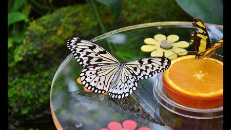 Dubai Butterfly Garden Worlds Largest Indoor Butterfly Garden Youtube