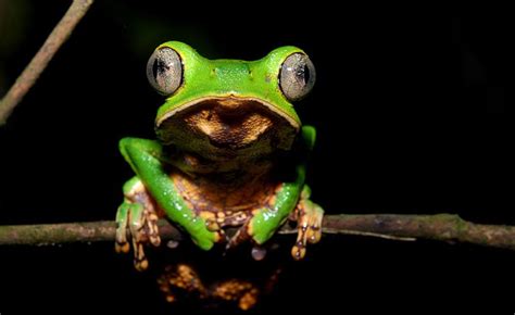Small Amphibians At Greater Risk Of Extinction
