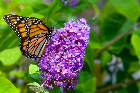 flowers that attract butterflies butterfly garden flowers hgtv butterfly bush butterfly