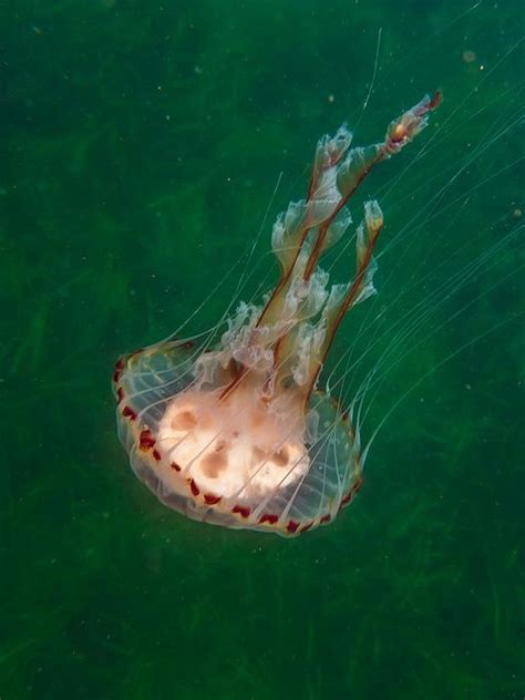 Compass Jellyfish Chrysaora Hysoscella Actively Swimming Off The Far