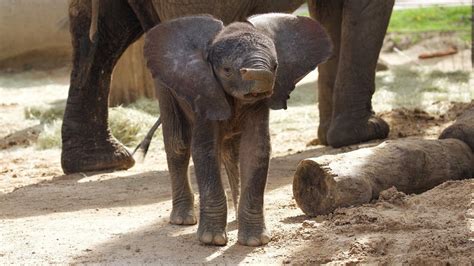 Dallas Zoo Welcomes Baby Elephant