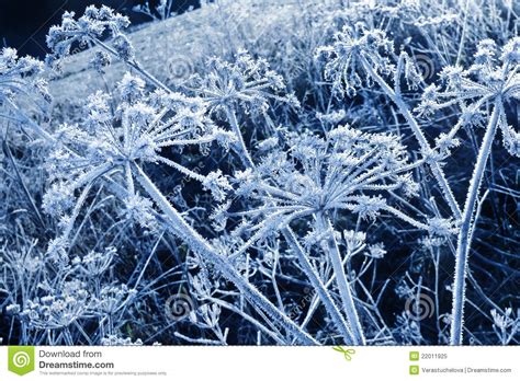 Frozen Umbel Plants With Ice Crystals Stock Image Image