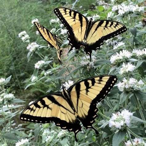 Grandma Bitty The Eastern Tiger Swallowtails Are Loving Our Types
