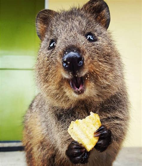 Meet The Quokka The Smiling Marsupial Of Western Australia