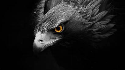 Eagle Animal Background Eagles Wallpapers Birds Wall