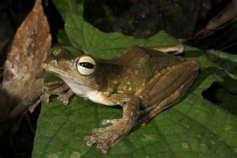 Annam Flying Frog Amphibian Rescue And Conservation Project