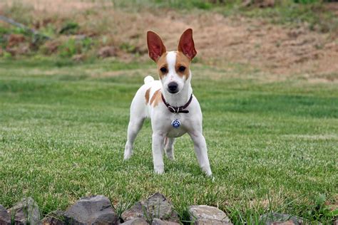 For large breeds, expect 12 to 18 months. Rat Terrier | Bil-Jac