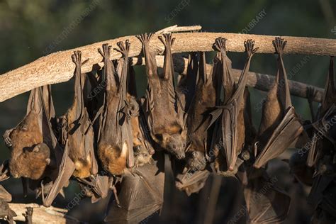 Little Red Flying Fox Roosting On Inland White Mahogany Tree Stock