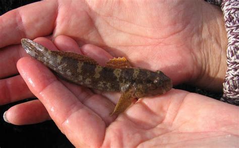 Rock Goby British Wildlife Wiki Fandom