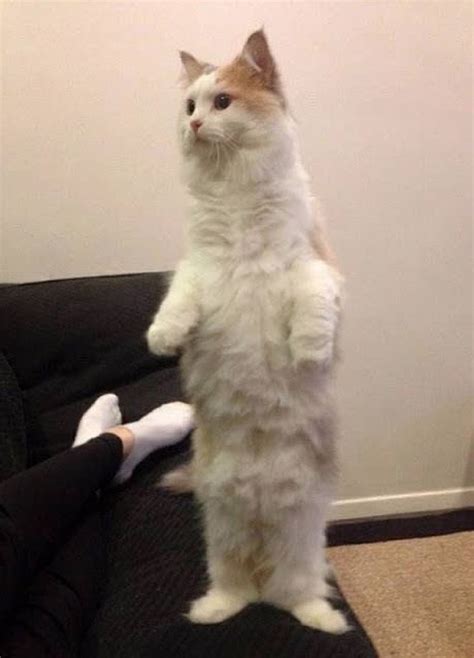 15 Funny Photos Of Cats Standing On Two Legs Viral Cats Blog