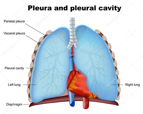 Lung Pleura And Pleural Cavity Medical Vector Illustration On White