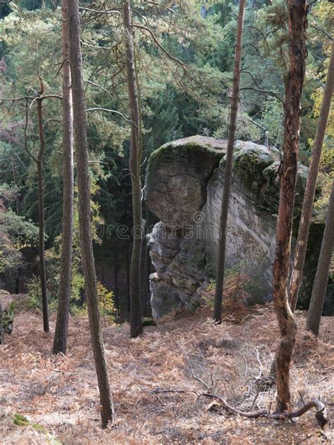 Deciduous And Spruce Tree Autumn Forest With Big Moss Covered Stones