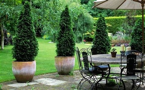 The Best Patio Trees To Spruce Up Your Space Outsidemodern