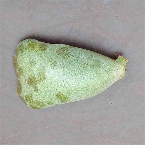 Save on your next used car in phoenix by shopping at cactus jack's auto! Adromischus cooperi Red Glow - Cuttings for Sale