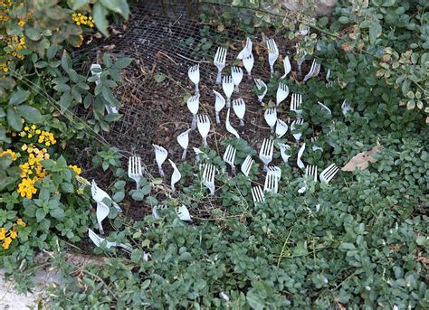 Add a gift receipt for easy returns. Plastic Fork Pest Repellant - Disposable Items - 13 You ...