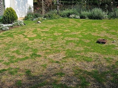 A variety of grasses are available with moderate resistance to the rhizoctonia fungus. HOW TO GET RID OF BROWN PATCHES IN YOUR LAWN |The Garden ...