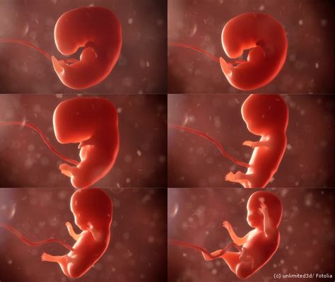 Ablauf Der Schwangerschaft Entwicklung Des Babys