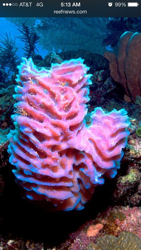 Porifera Sea Sponges Are Not Plants Or Coral But Animals Attached To