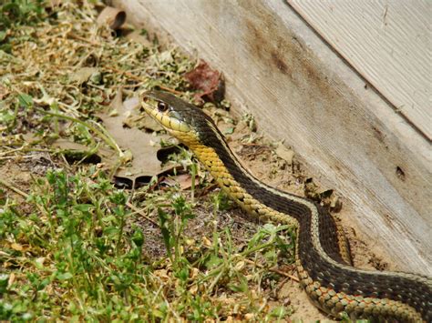 Heres How To Spot Snake Holes In Your Yard — Best Life