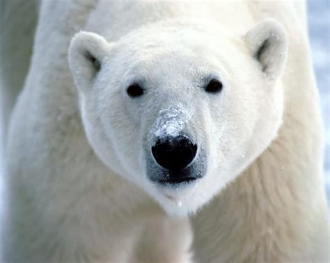 Osos Polares Son Cinco Veces Más Antiguos De Lo Pensado Capitan