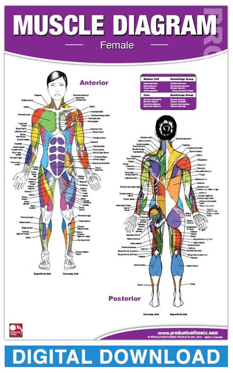 Female Body Diagram Muscles 375 Female Anatomy Diagram Photos And