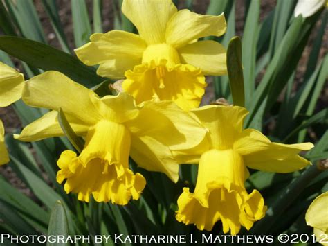 Kims Garden Early Spring Flowers At Kims Garden March 2012