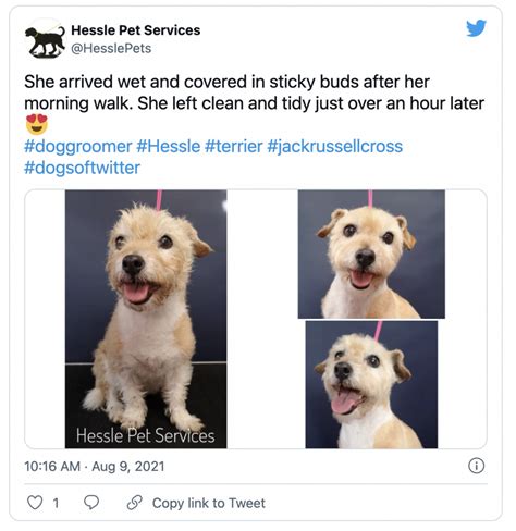 Social Media Post Ideas For Dog Groomers 99social