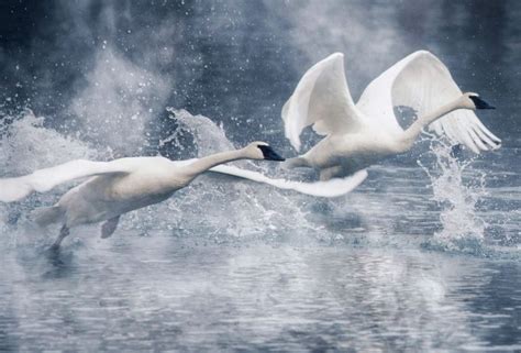 Swan Flying