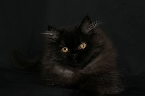 Black Persian Kittens Persian Kittens Persian Cat Breeders Kittens