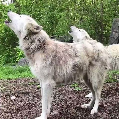 Wolf Conservation Center On Twitter The Best Days Begin With Wolves 🐺