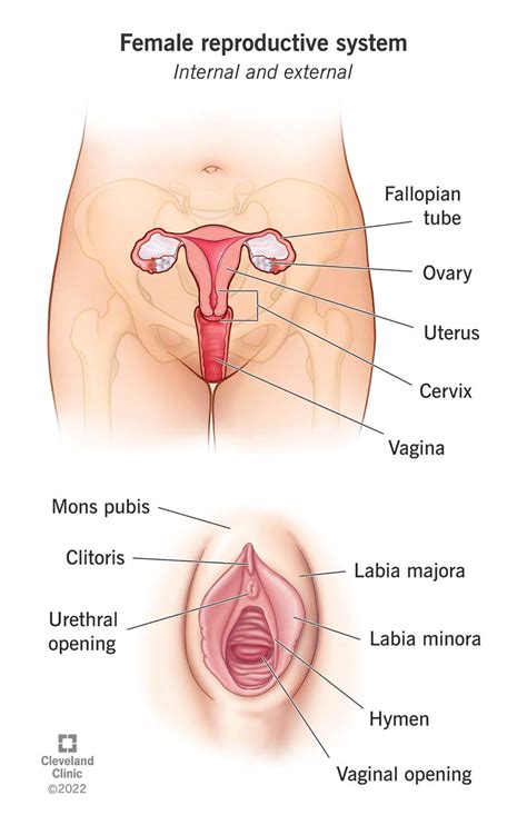 Female Reproductive System Sketch