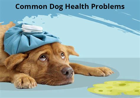 10 Most Common Health Problems In Dogs