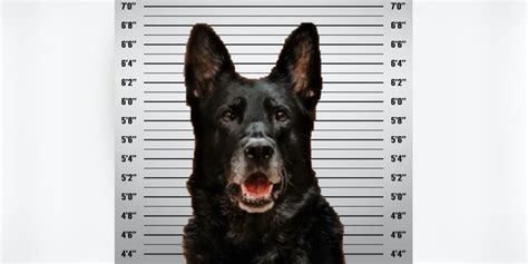 Michigan K 9s Mugshot Goes Viral After Police Accuse Pup Of Stealing