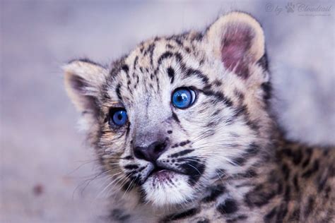 Portrait From A Snow Leopard Cub Another Picture Ive Made Flickr