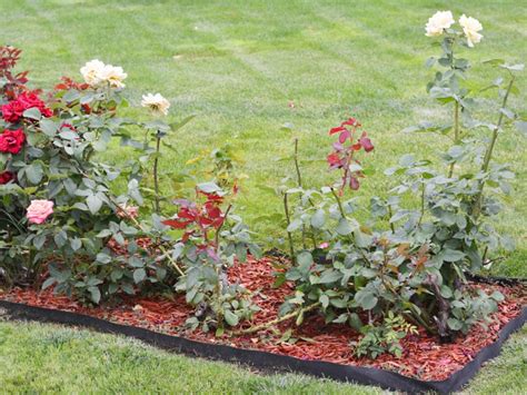 Planning A New Rose Bed Tips For Starting A Rose Garden