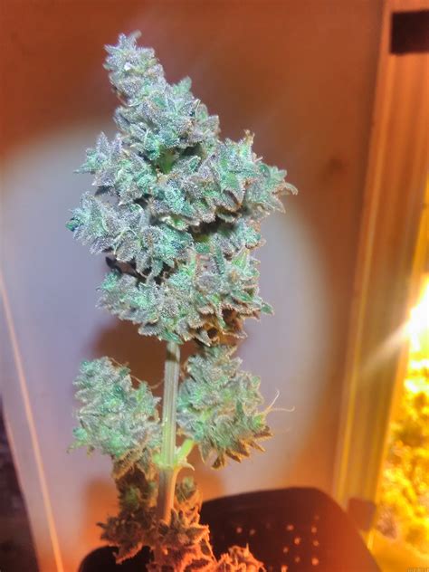 Blueberry Bliss Auto (Vision Seeds) :: Cannabis Strain Gallery