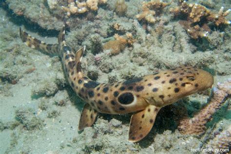 Hemiscyllium Ocellatum Epaulette Shark Reef Life Survey