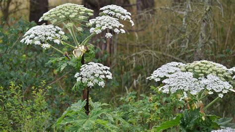Dangerous Hogweed Spreading In Southern Tier