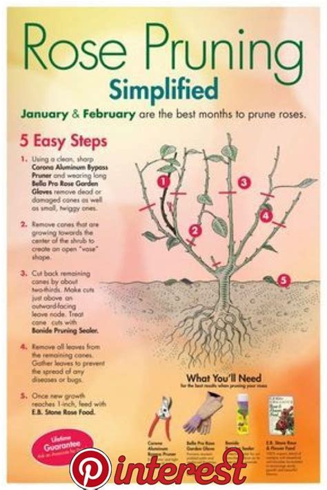 How To Prune Roses Properly Infographic Video Tutorial Pruning Roses