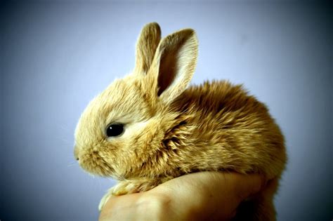 Free Picture Cute Rabbit Brown Bunny Hand