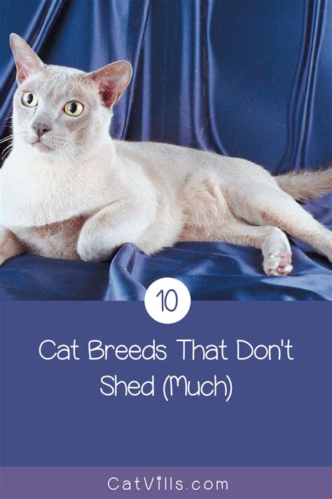 Types Of Cats That Dont Shed